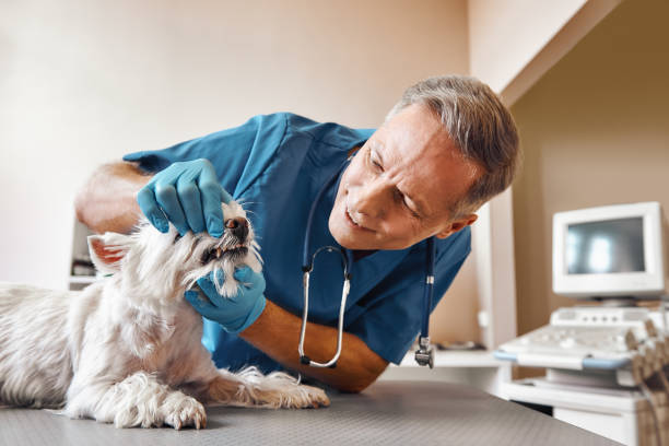 Best 24-Hour Emergency Dentist in East Basin, UT