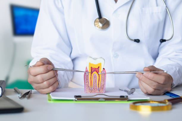Best Emergency Dental Services for Seniors in East Basin, UT
